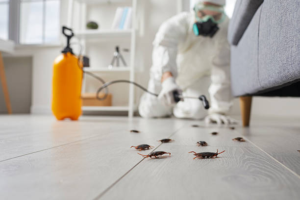 Commercial Kitchen Cockroach Control in Davenport